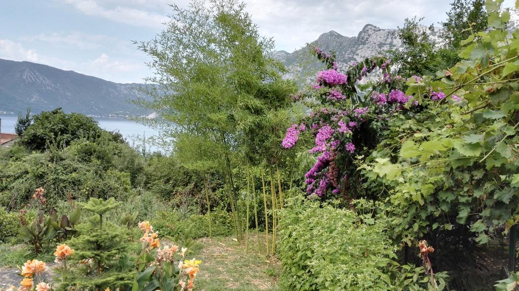 Apartment Rose Garden Risan Kültér fotó